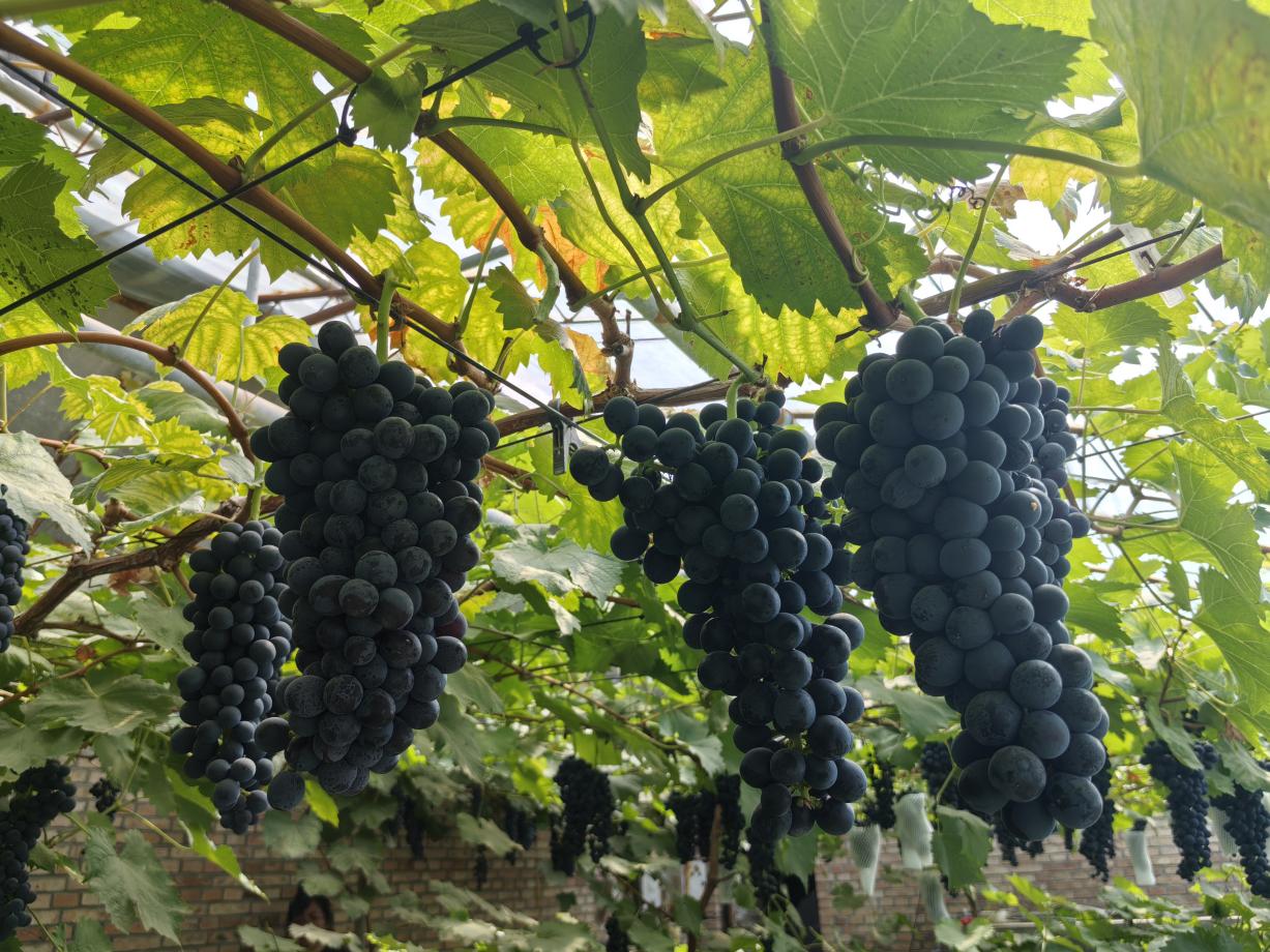 proxy (8).jpg proxy (8).jpg