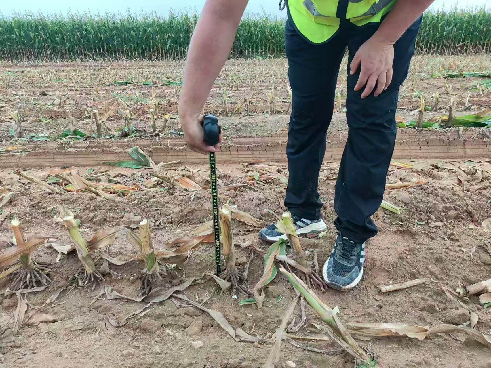 测量留茬高度.jpg 测量留茬高度.jpg