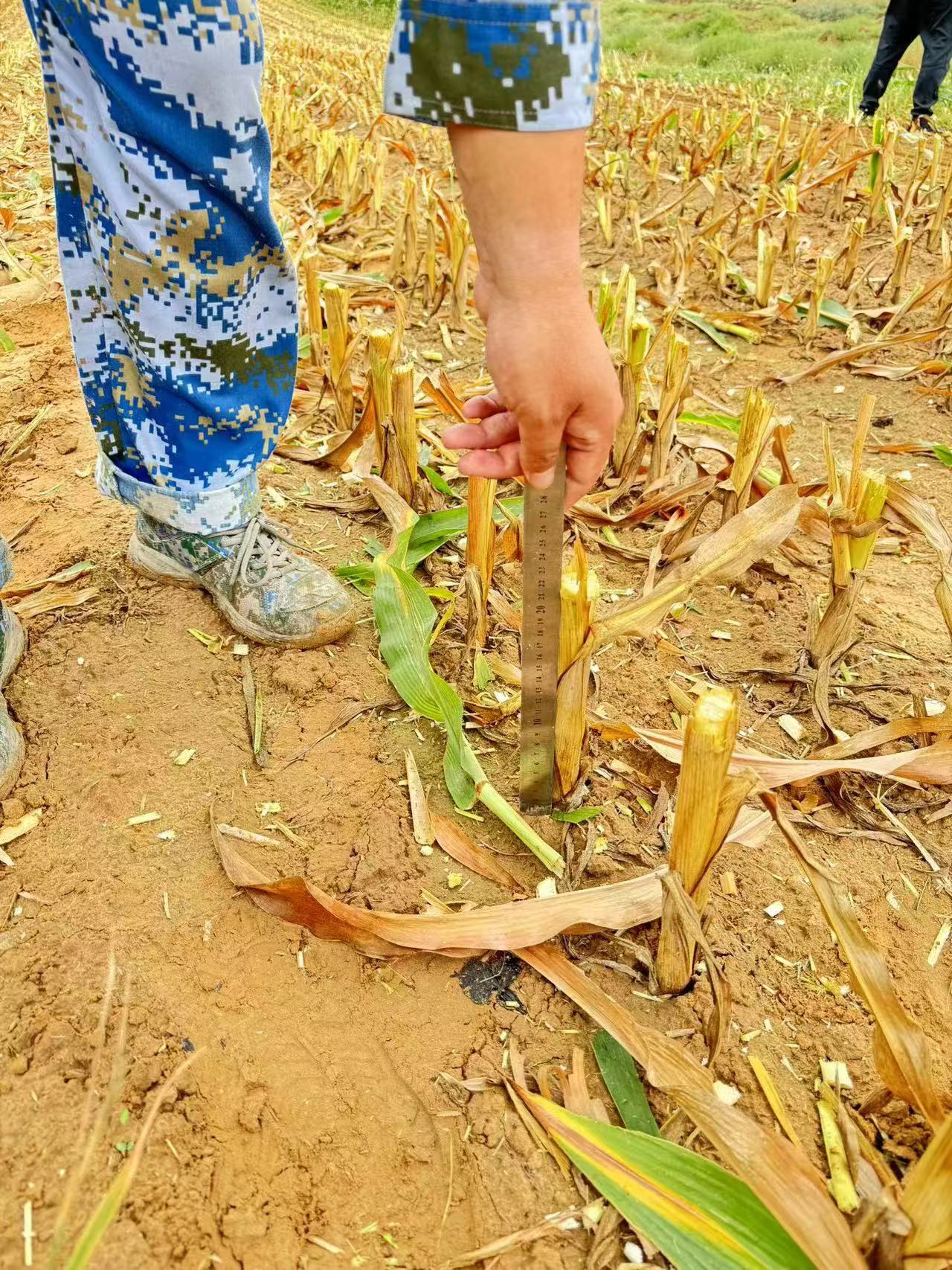 8月25日白土岗第二奶牛场副场长齐红伟查看青贮收割留茬高度.jpg 8月25日白土岗第二奶牛场副场长齐红伟查看青贮收割留茬高度.jpg